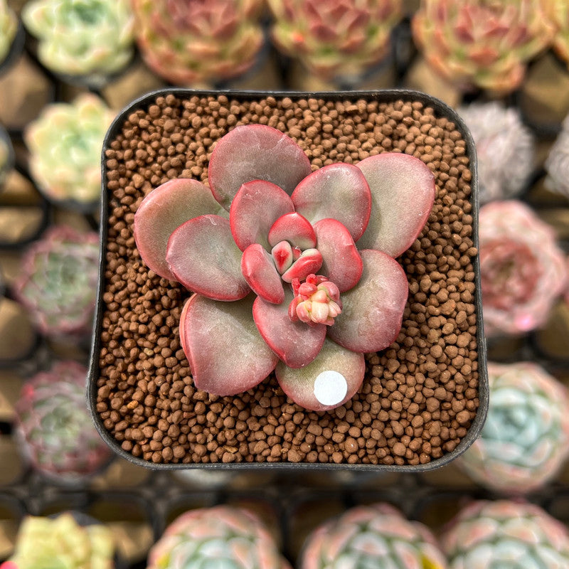 apple beauty succulent Echeveria 'Apple Candy' 2" Succulent Plant Cutting – True Succulents Plant  Co