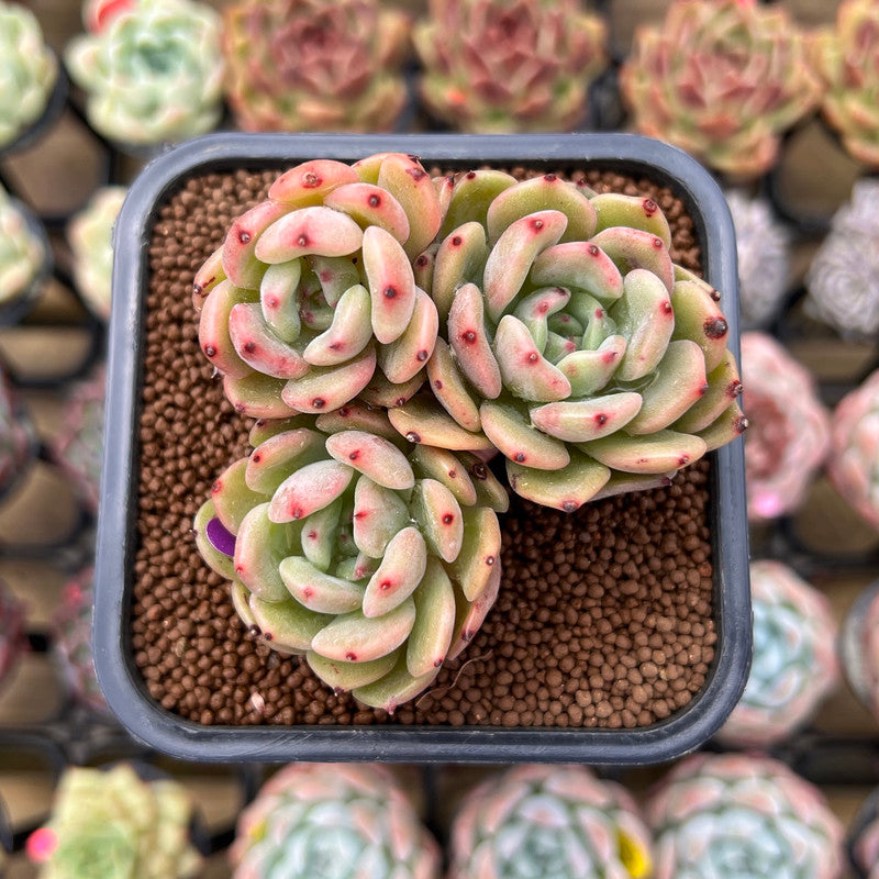 sunshine and succulents Echeveria 'Sunshine' 2" Succulent Plant Cutting