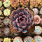 Echeveria 'Black Queen' x 'Laulensis' Selected Clone 2" New Flower Village Original Hybrid Succulent Plant Cutting