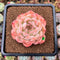 Echeveria 'Happiness' 2"-3" New Hybrid Succulent Plant Cutting