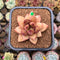 Pachyphytum sp. 1"-2" Flower Village Hybrid Succulent Plant Cutting