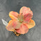 Echeveria 'Red Phoenix' Variegated 3" Succulent Plant Cutting