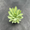 Orostachys 'Fuji' Variegated 2"-3" Succulent Plant