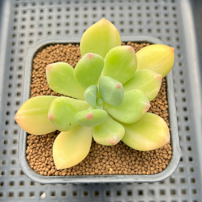 dr cornelius succulent Pachyphytum 'Doctor Cornelius' Lightly Variegated 2" Succulent Plant Cutting