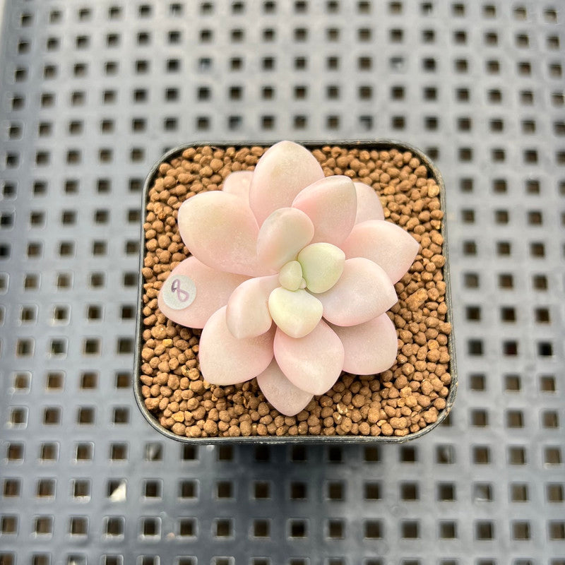 ellen succulent Echeveria 'Ellen' Variegated 1" Succulent Plant Cutting