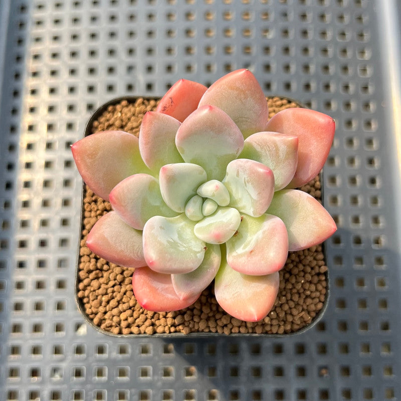 succulent monsters Graptoveria 'Bubble Monster' 2" Succulent Plant Cutting