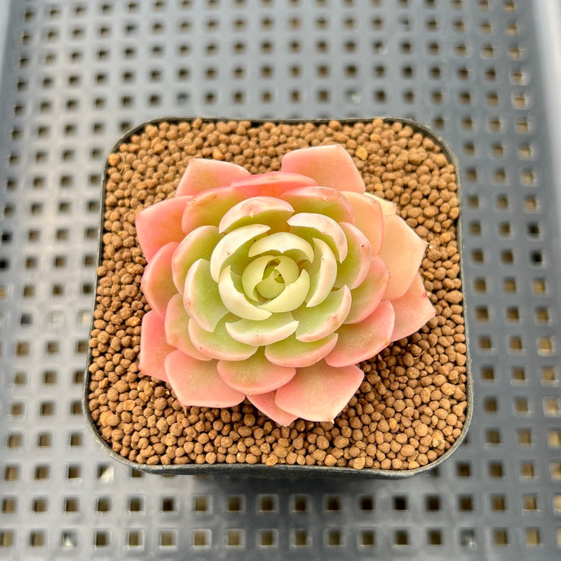 Echeveria 'Desert Rose' Variegated 1