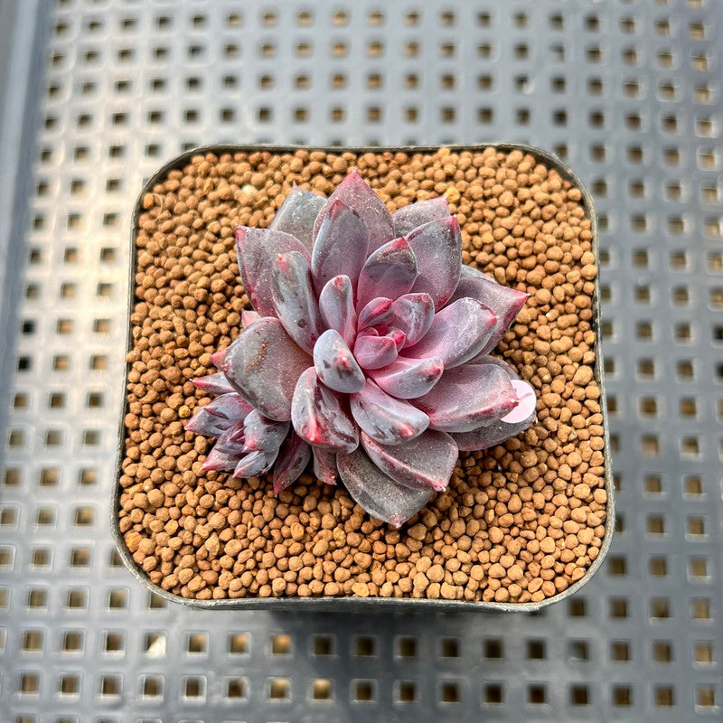 sea urchin succulent Echeveria 'Purple Sea-Urchin' 2" Succulent Plant Cutting