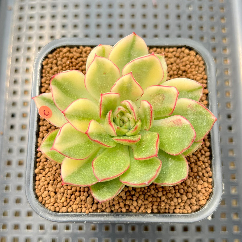 succulent red tips Echeveria Agavoides 'Red Tip' Variegated 2" Succulent Plant Cutting