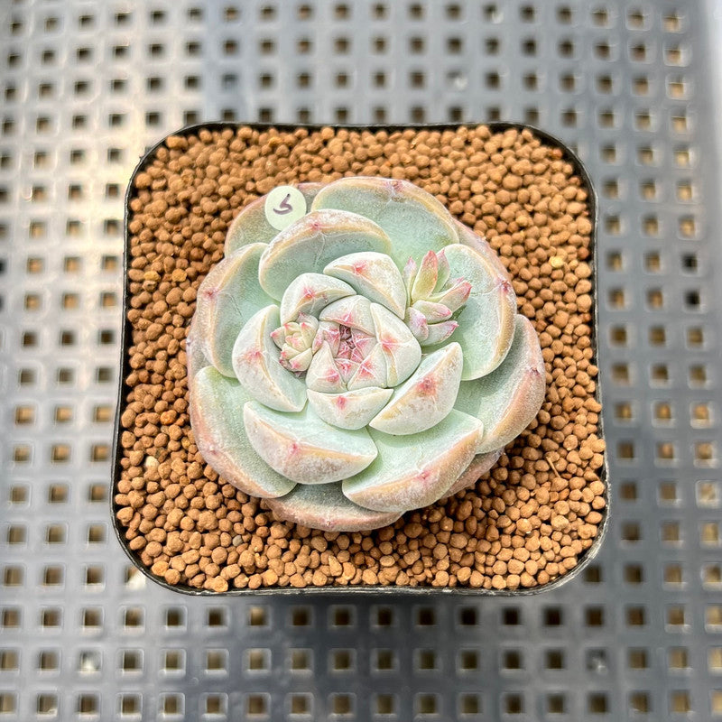 purple rose succulent Echeveria 'Purple Rose' New Hybrid 2