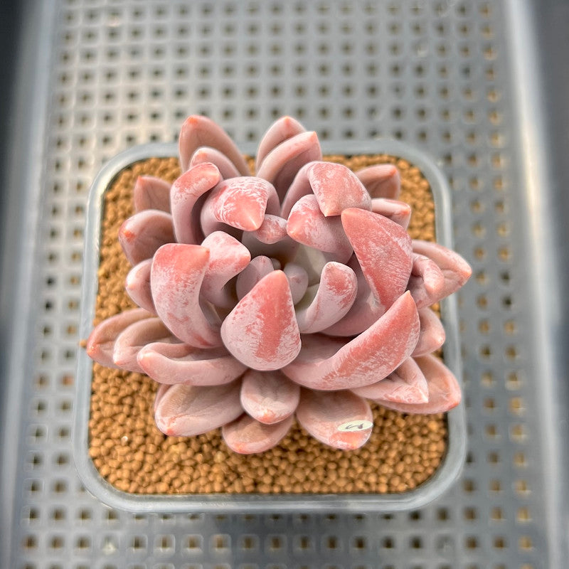 pointy succulent Pachyveria 'Pointy Pink' 2"-3" Succulent Plant Cutting