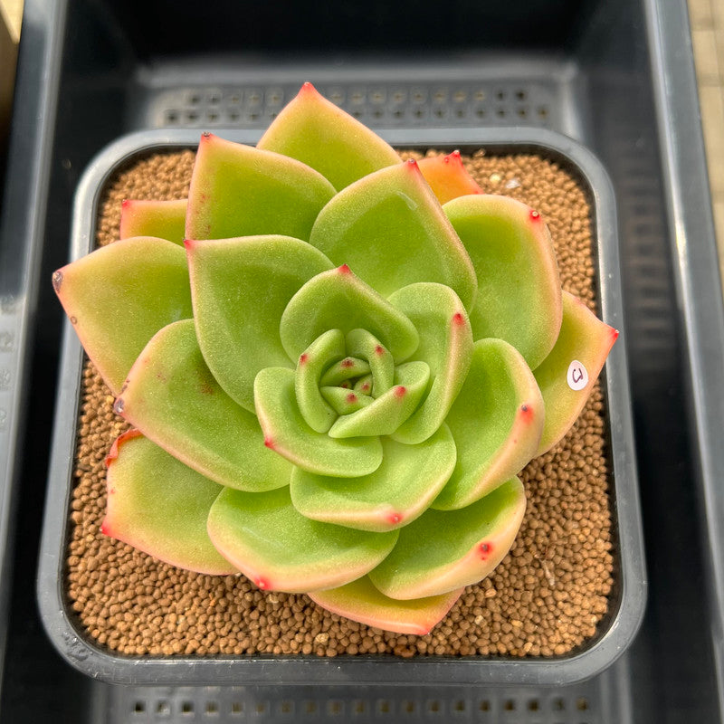 5 star succulents Echeveria Agavoides 'Ringo Star' 5" Large Succulent Plant Cutting