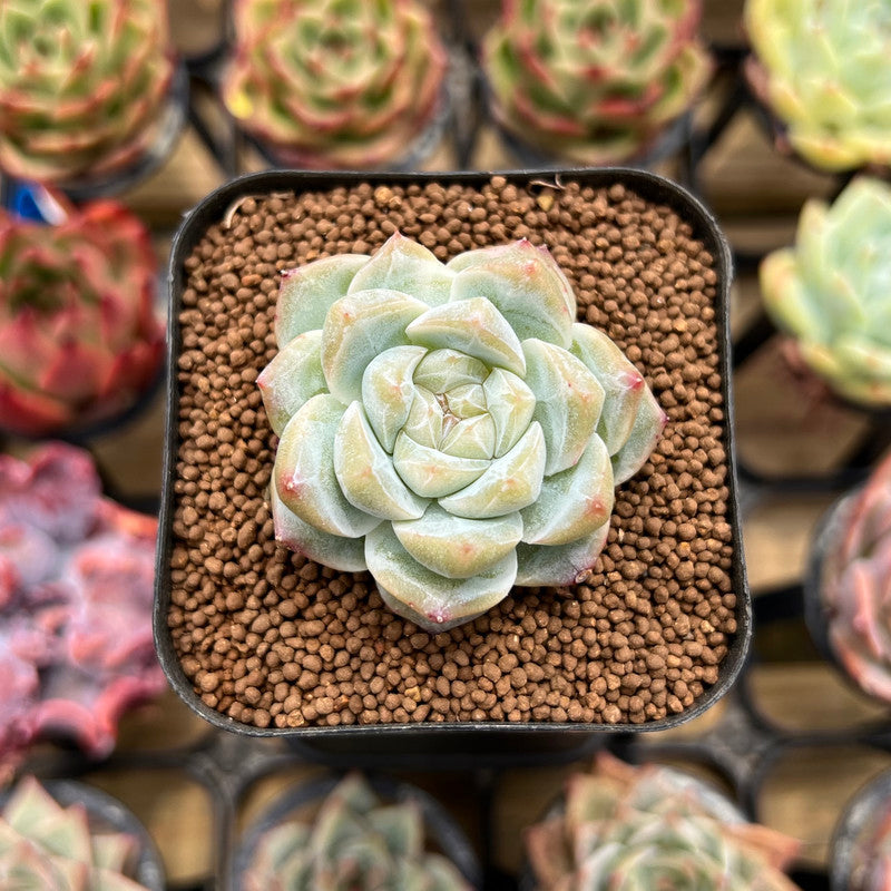 pink diamond succulent Echeveria 'Pink Diamond' 1" Succulent Plant Cutting