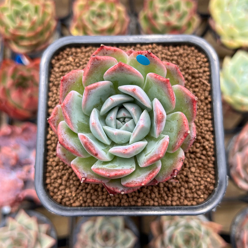 succulent secrets Echeveria 'Secret' New Hybrid 2" Succulent Plant Cutting