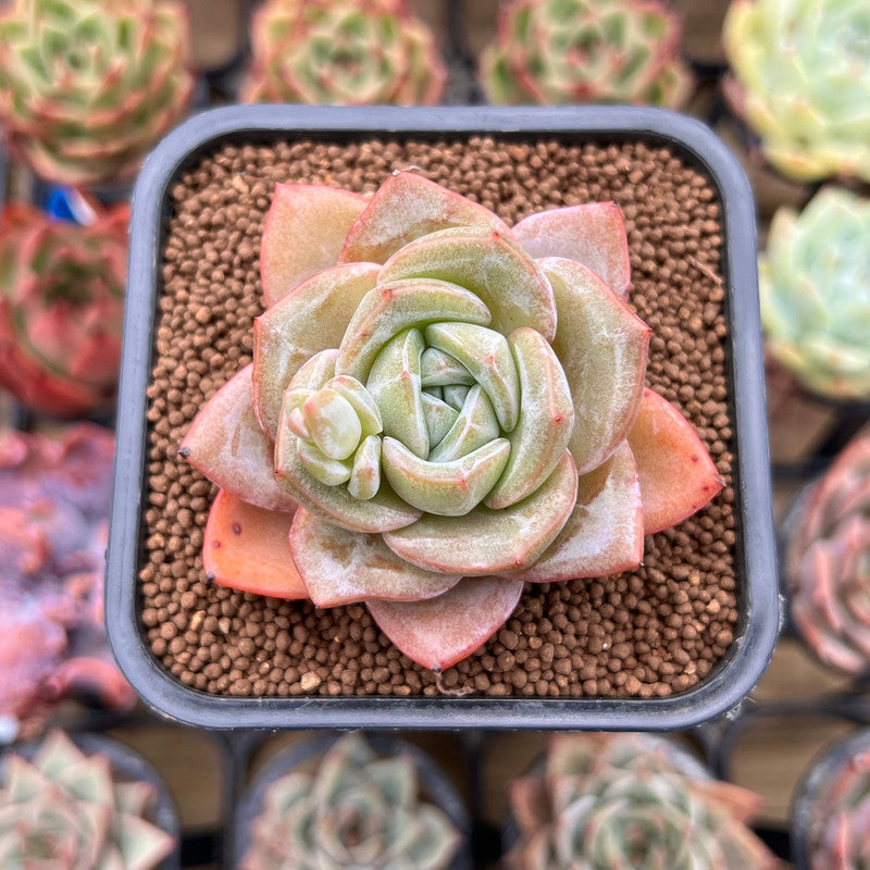 succulent german Echeveria 'German Champaign' 2" Succulent Plant Cutting