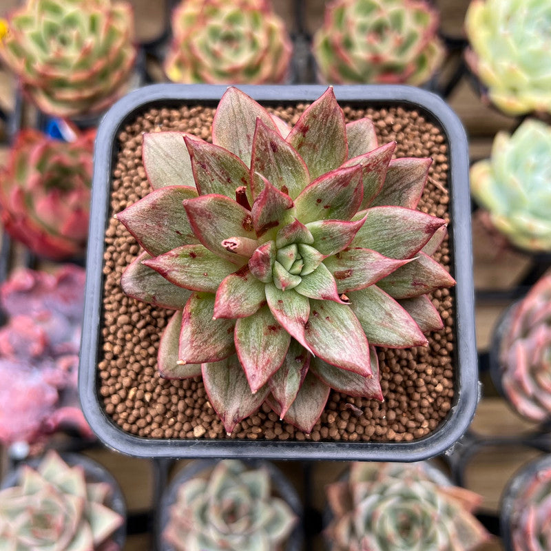 leopard spotted succulent Echeveria 'Leopard' Silver Variegated 2"-3" Succulent Plant Cutting – True Succulents Plant Co