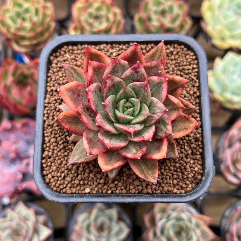 leopard plant succulent Echeveria 'Leopard' Silver Variegated 2"-3" Succulent Plant Cutting