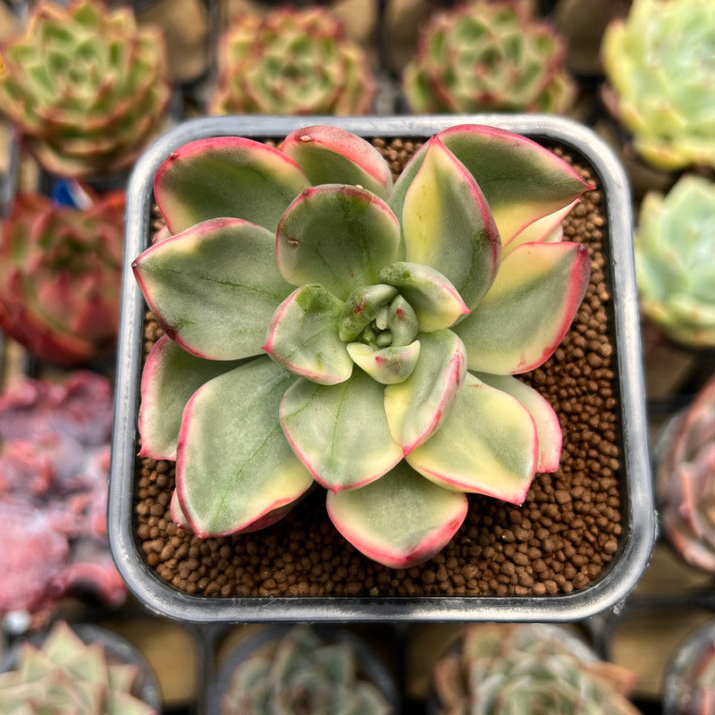 Echeveria Agavoides 'Le Blanc' Variegated 2
