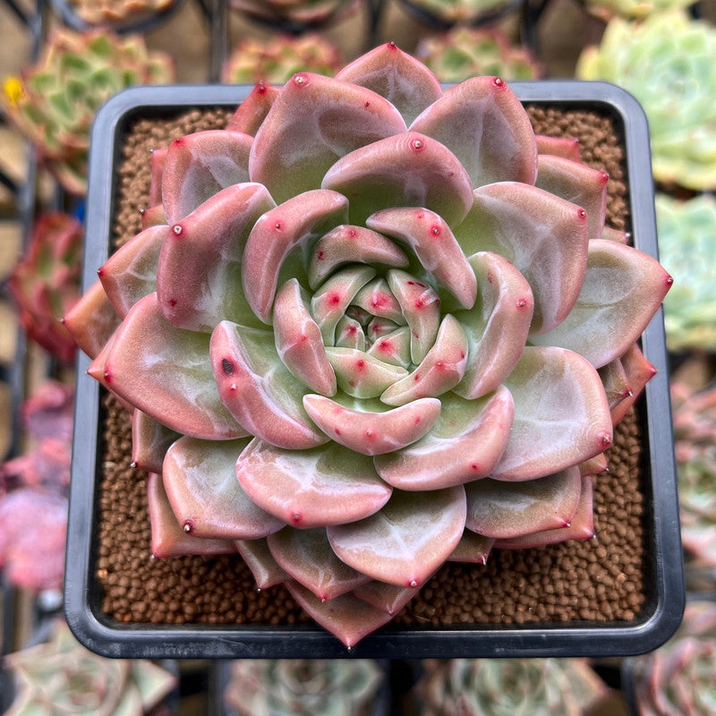 midnight succulent Echeveria 'Midnight Sun' (백야) 3