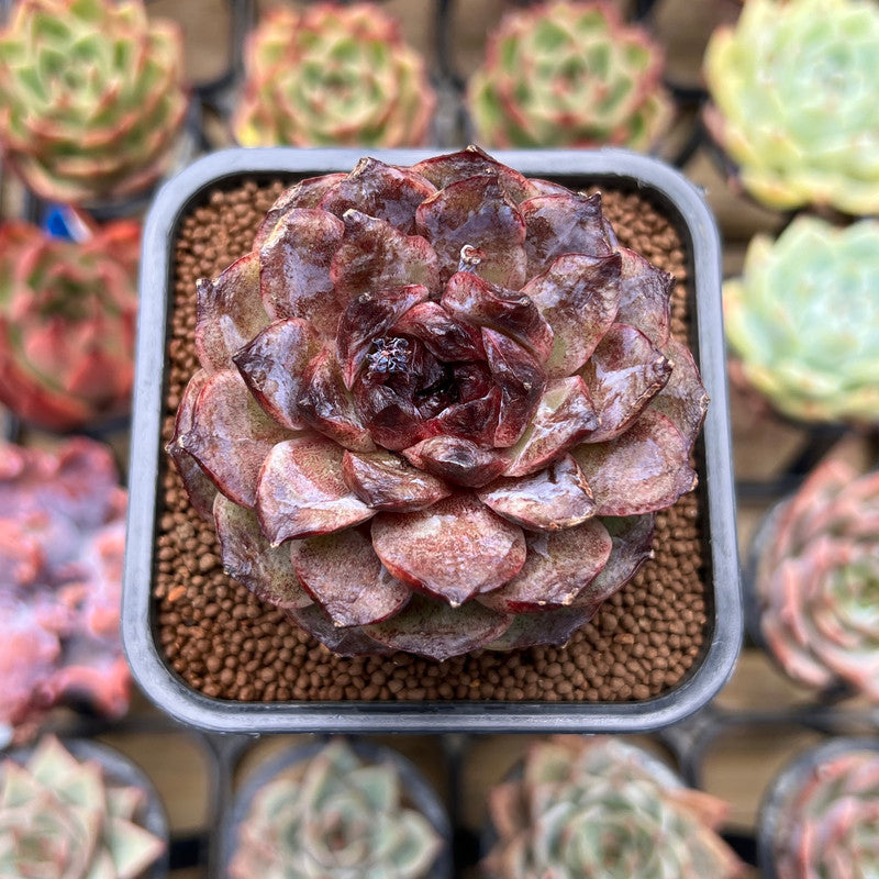 which succulents are patented Echeveria 'Black Coco' 2" Succulent Plant Cutting