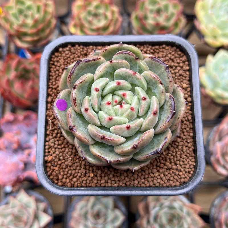 hybrid succulent plants Echeveria 'Honey Bee' 2" New Hybrid Succulent Plant Cutting