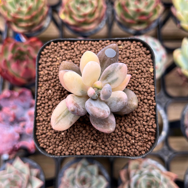 is it good to mist succulents Pachyveria 'Blue Mist' 1" Succulent Plant Cutting