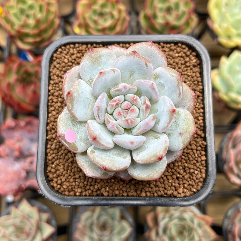 Echeveria 'Lotus' 2
