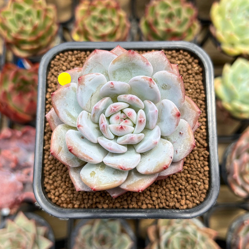 Echeveria 'Lotus' 2