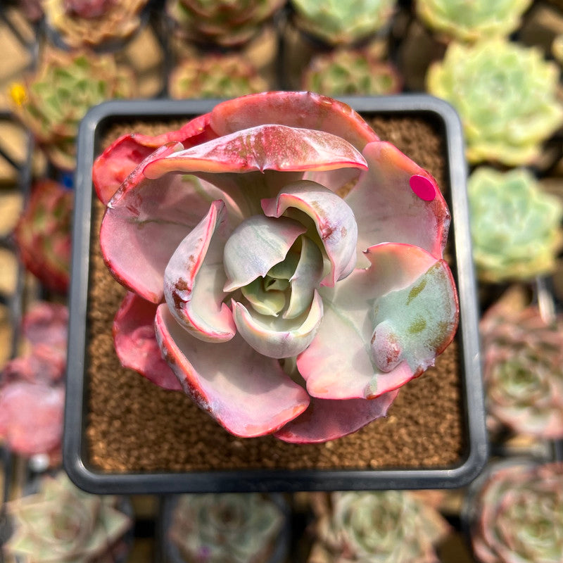 beyonce succulent Echeveria 'Beyonce Rainbow' Variegated 3" Succulent Plant Cutting