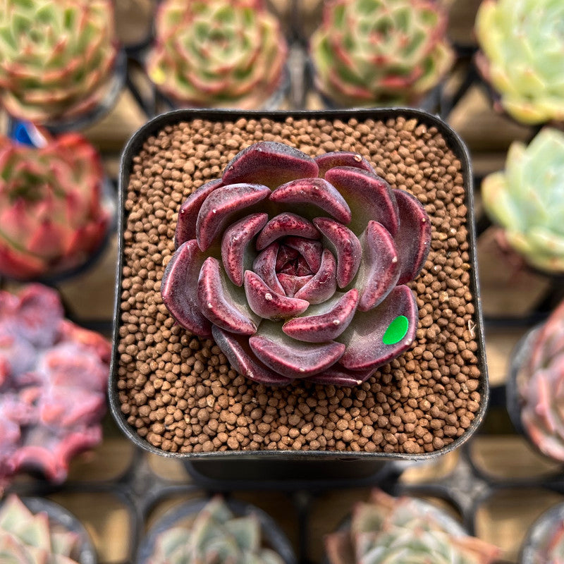 purple red succulent Echeveria 'Purple Wine' 1"-2" Succulent Plant Cutting