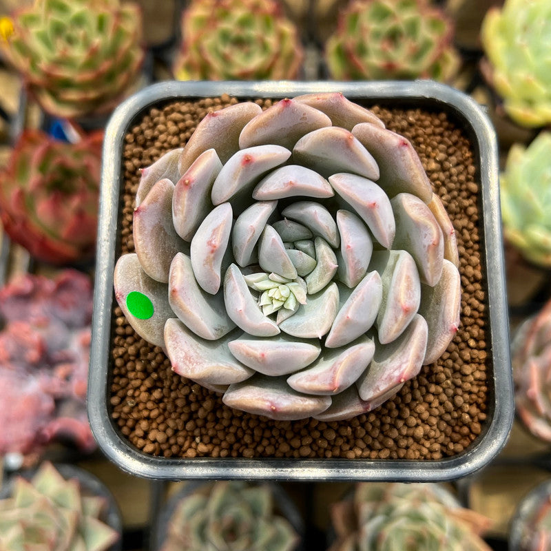 hybrid succulent plants Echeveria 'Cherry' 2" New Hybrid Succulent Plant Cutting