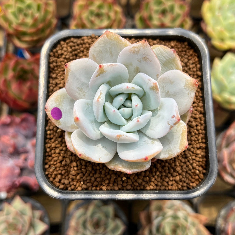 Echeveria 'Dyu Dyu' () 2" Succulent Plant Cutting  True Succulents Plant  Co.