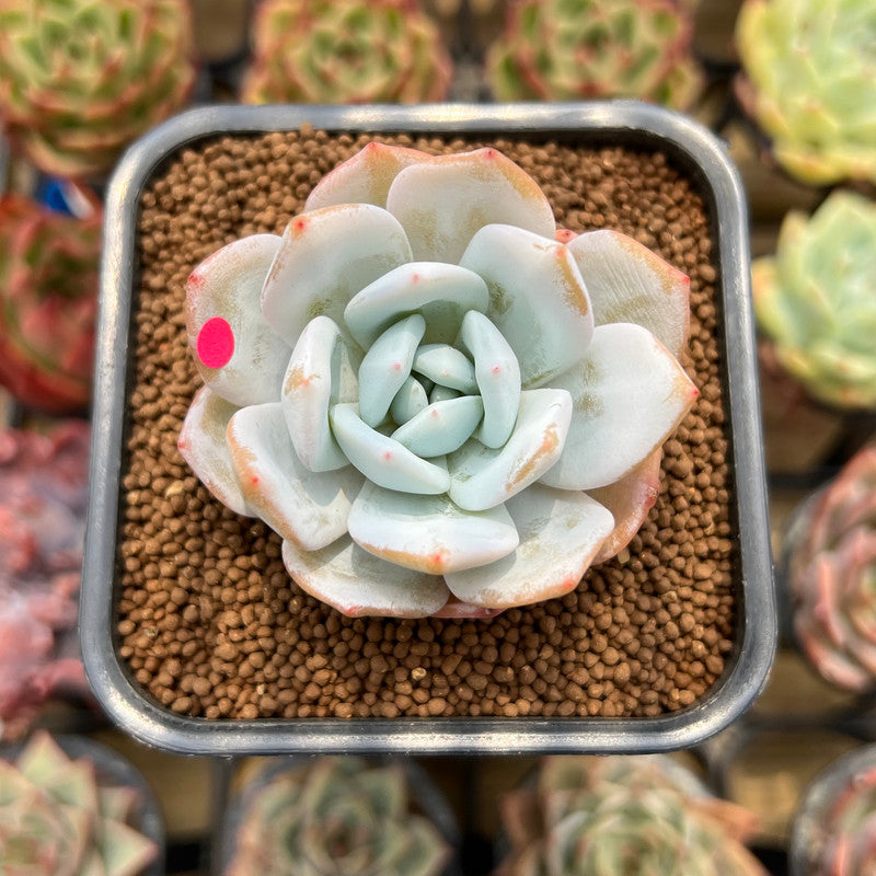 dudu succulents Echeveria 'Dyu Dyu' (듀듀) 2