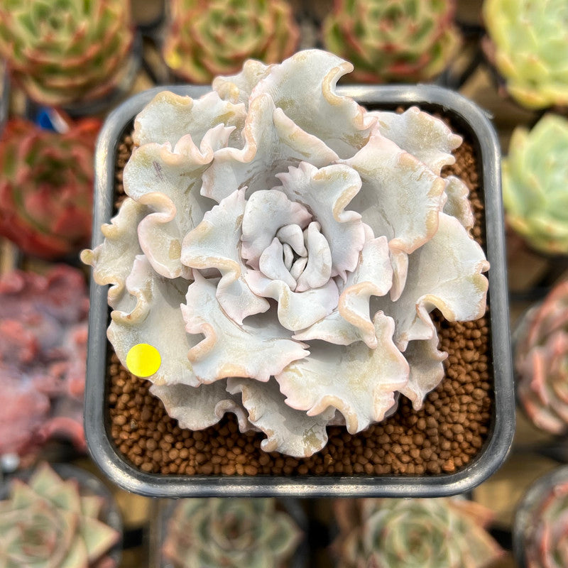 crispate beauty succulent Echeveria 'Crispate Beauty' 2" Succulent Plant Cutting