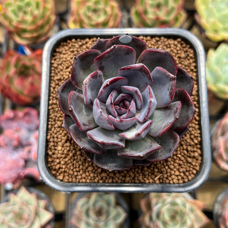 rose echeveria succulent Echeveria 'Rose of Betrayal' 2" Succulent Plant Cutting