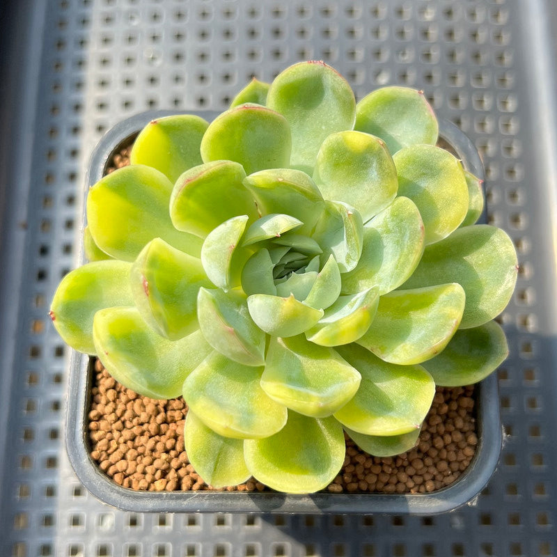variegated ice plant succulent Echeveria 'Strawberry Ice' Variegated 2" Succulent Plant Cutting