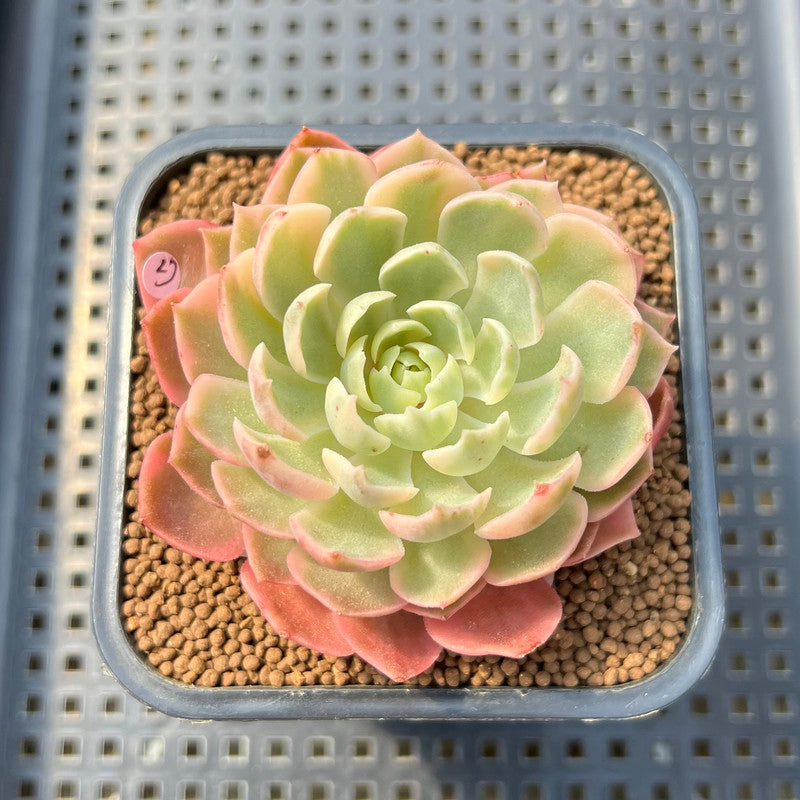 Echeveria 'Desert Rose' Variegated 3