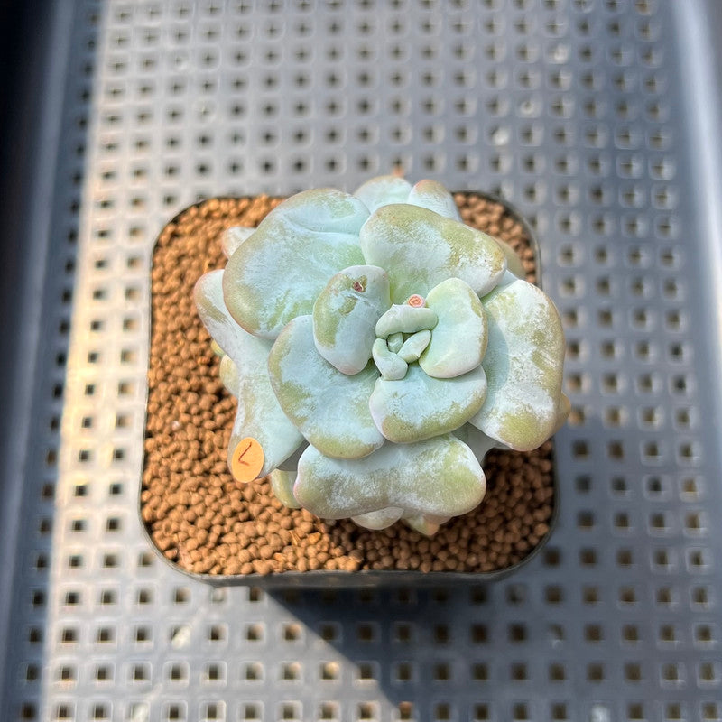 succulent song Echeveria 'Heart Song' 2" Succulent Plant Cutting