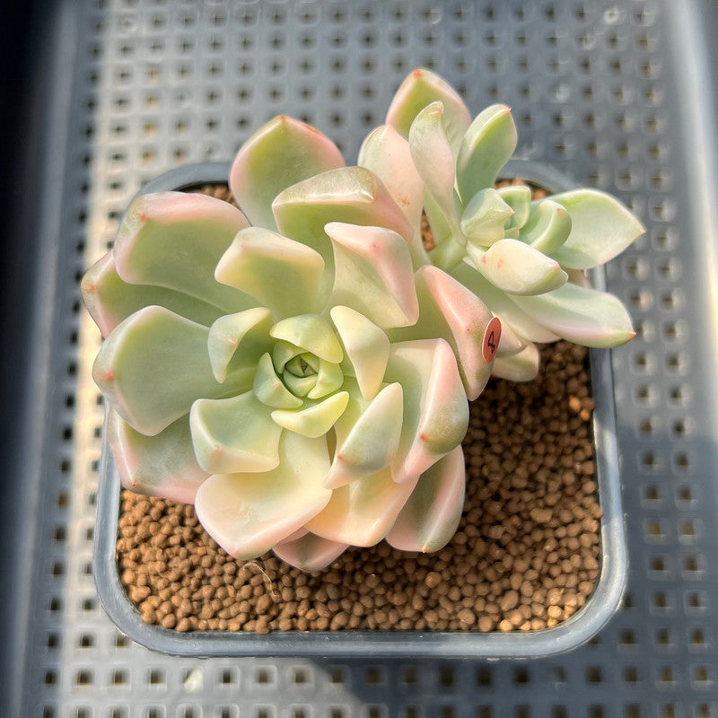 yellow and pink succulent Echeveria 'Pretty In Pink' Variegated 2"-3" Succulent Plant Cutting