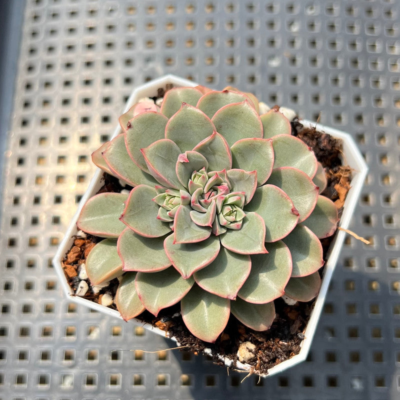 fantastic fountain succulent Echeveria 'Fantastic Fountain' 2” Succulent Plant