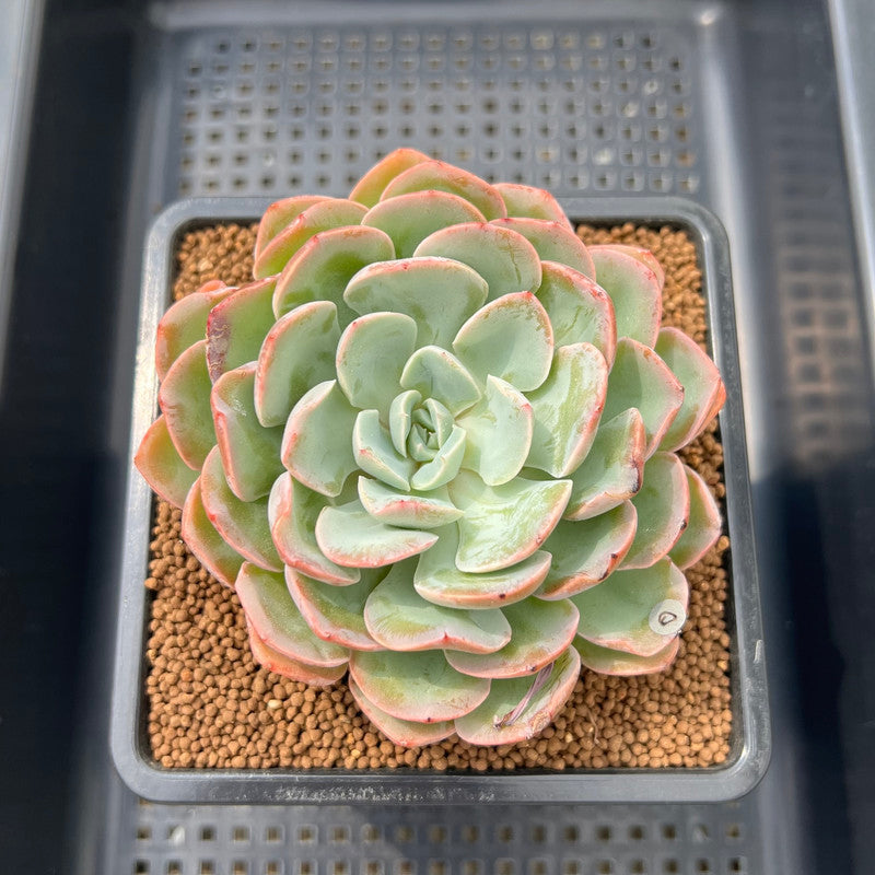 mona lisa succulent Echeveria 'Mona Lisa' 3" Succulent Plant Cutting