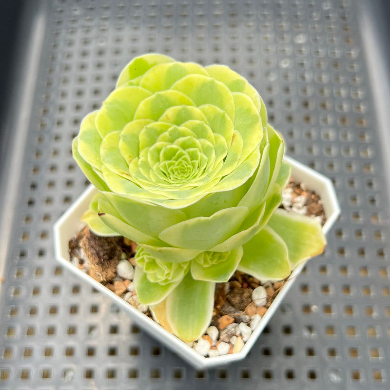 greenovia succulent plant Greenovia 'El Hiero' Variegated 2"-3" Succulent Plant