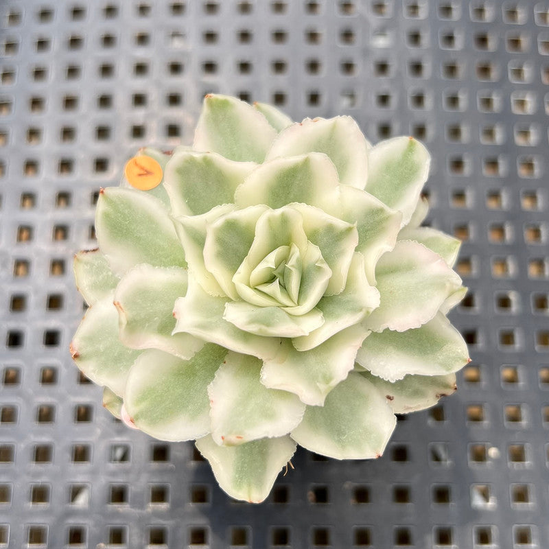 albino succulent Echeveria 'White Princess' Variegated 1"-2" Succulent Plant