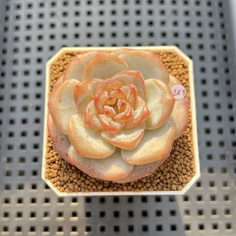 Echeveria 'Bobby Red' 2" New Hybrid Succulent Plant Cutting