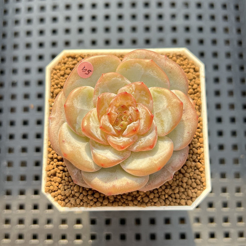 Echeveria 'Bobby Red' 2" New Hybrid Succulent Plant Cutting