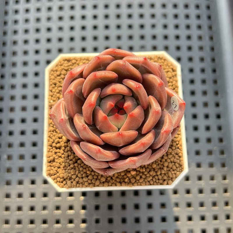 Echeveria 'Eos' 2"-3" Succulent Plant Cutting