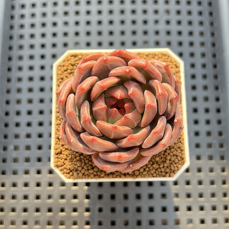 Echeveria 'Eos' 2"-3" Succulent Plant Cutting
