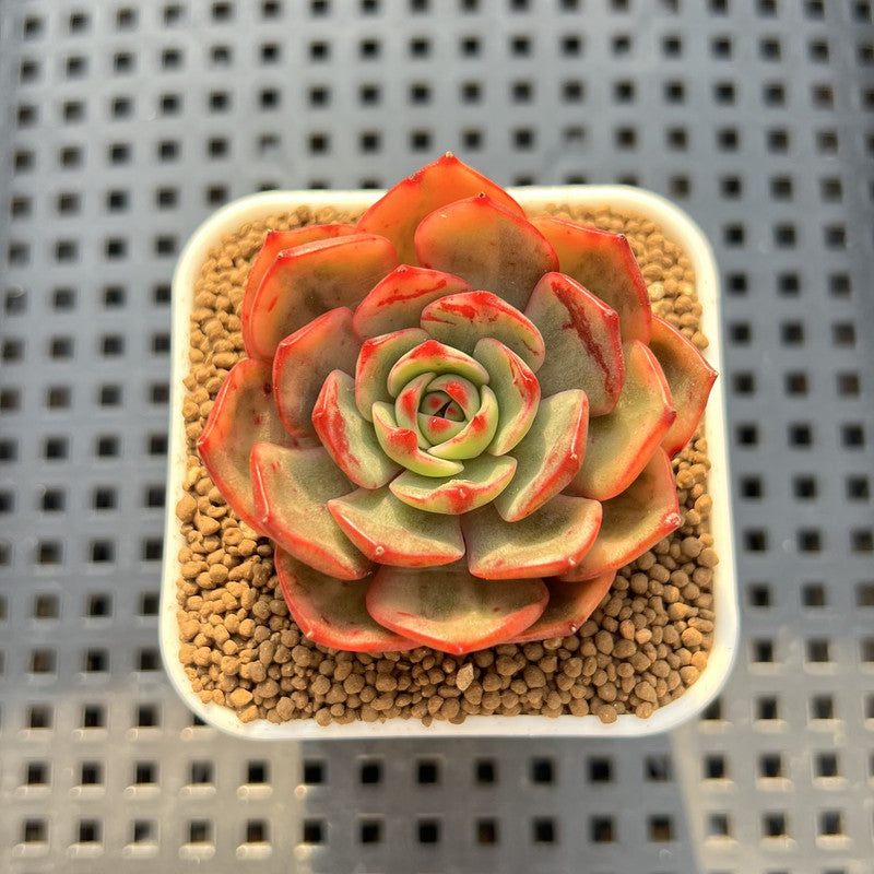 Echeveria 'Salu' Variegated 1" Succulent Plant Cutting