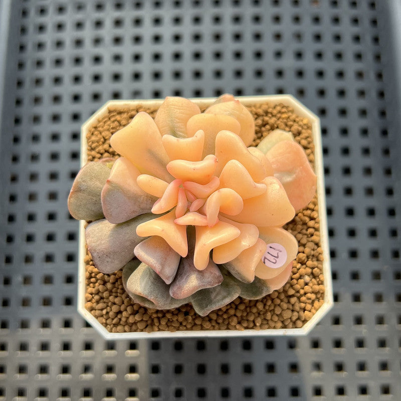 Echeveria 'Cubic Frost' Variegated 2" Succulent Plant Cutting