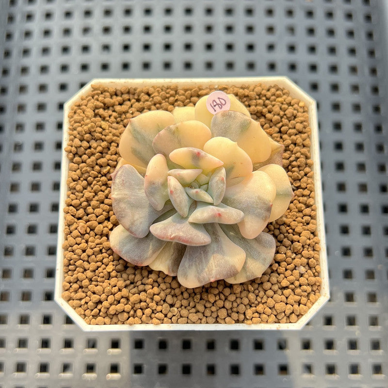 Echeveria 'Cubic Frost' Variegated 2" Succulent Plant Cutting